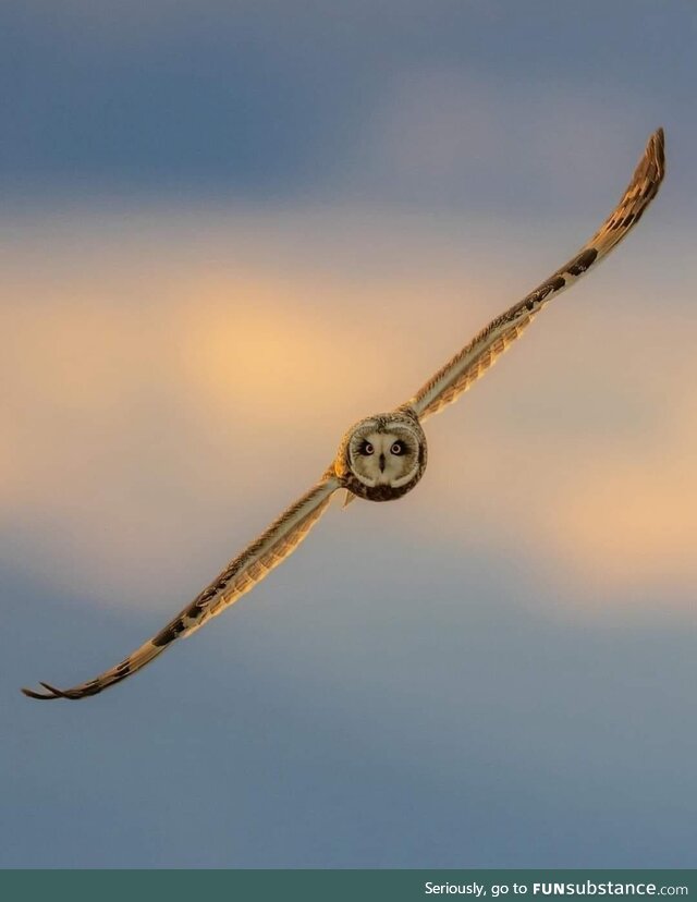 An owl in flight