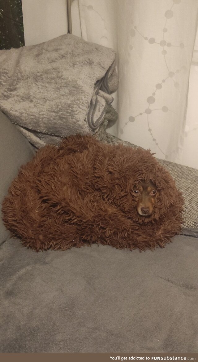 Advanced dog camouflage