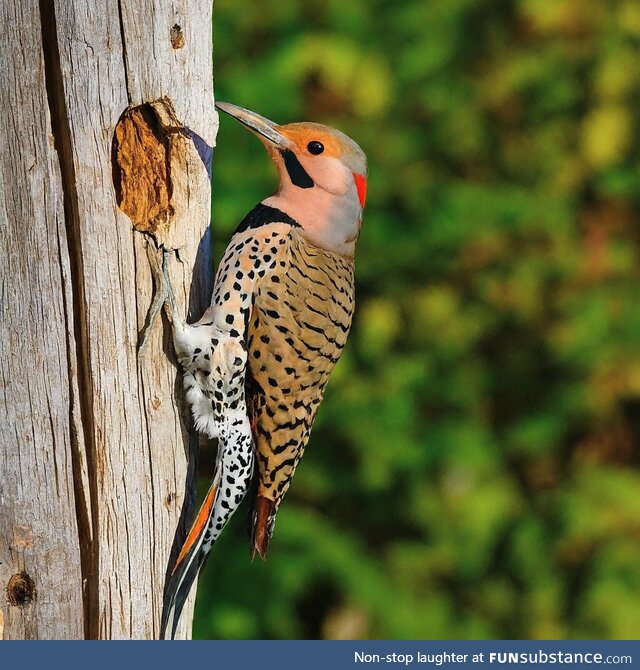 Northern flicker