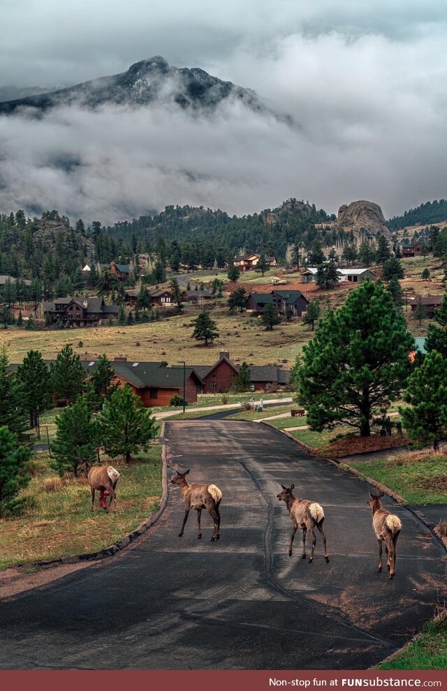 Elk train. Estes park, co