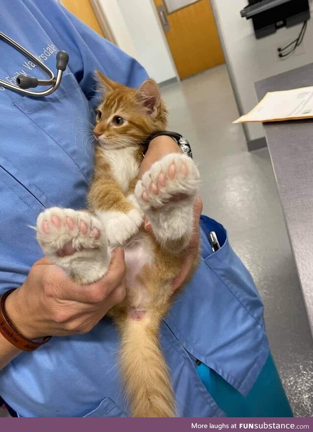 Holy toebeans big foot