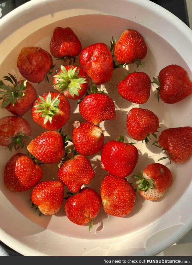 [OC] Chiang Mai strawberries