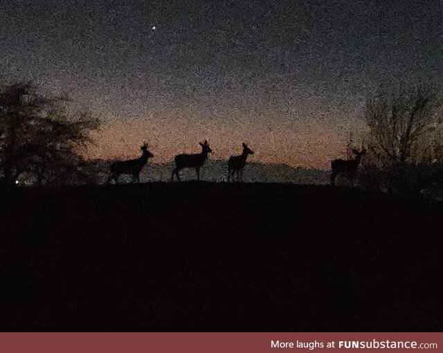 Deer at dusk