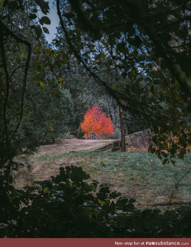 Red Tree in the Grand Forest, Bainbridge