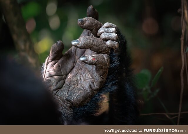 The hands of a mother and infant gorilla, seen in Bwindi Forest, Uganda