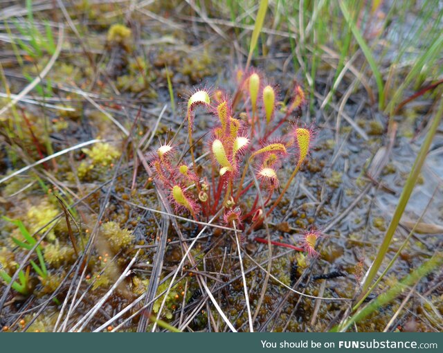 Sundew, scottish highlands [oc]