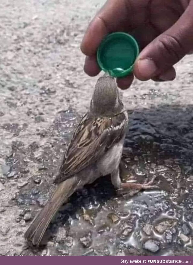 Birb Staying Hydrated