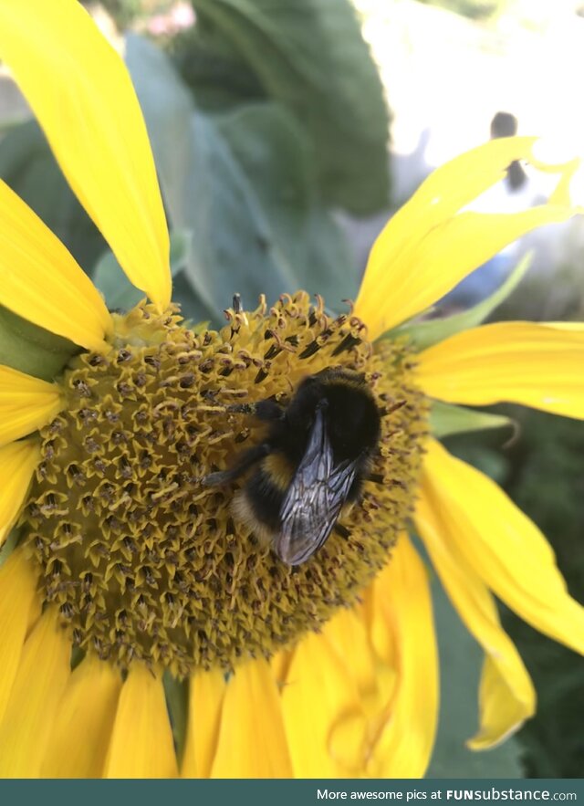 [OC] One of our neighbourhood pollinators!