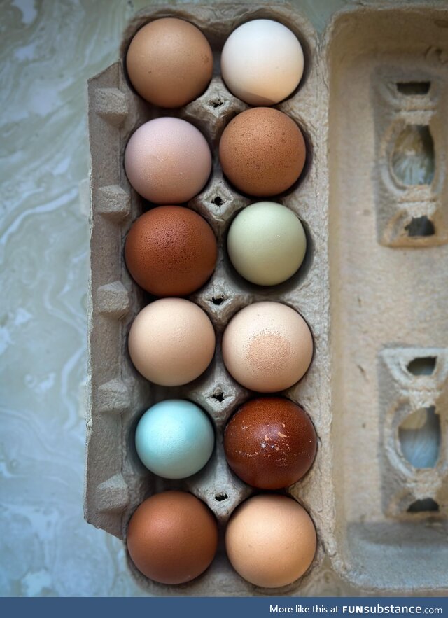 Farm fresh eggs