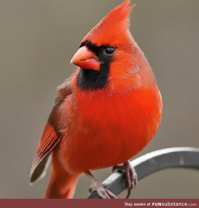 Cardinal