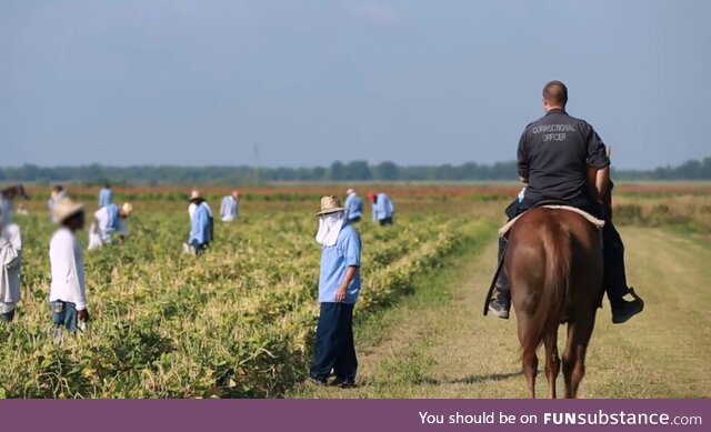 Forced labor at Louisiana State Penitentiary at Angola in 2015. Picture from The Atlantic