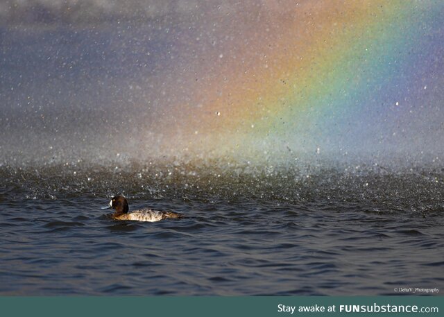 Duck under a rainbow