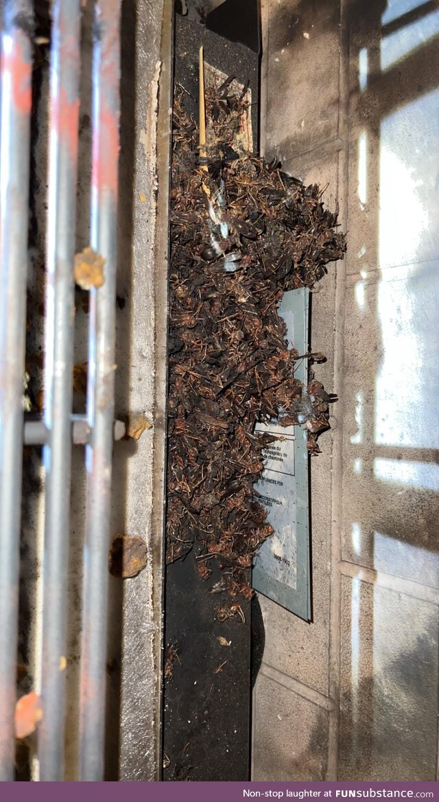 A bunch of wasps in a fireplace