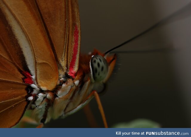 The eye of a butterfly