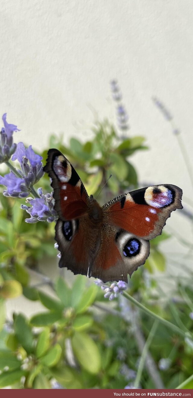 Peacock butterfly