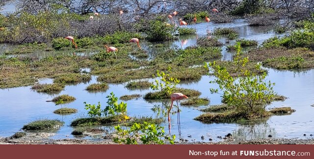 Pink flamingos