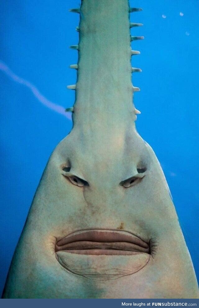 The underside of a Sawfish