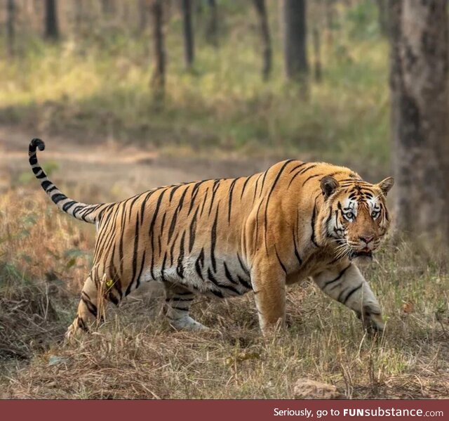 “Handsome” the big boy of Khursapar pench tiger reserve, Maharashtra, India