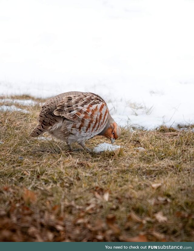 Grey Partridge in the front yard