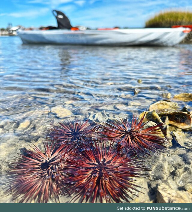 Sea urchins