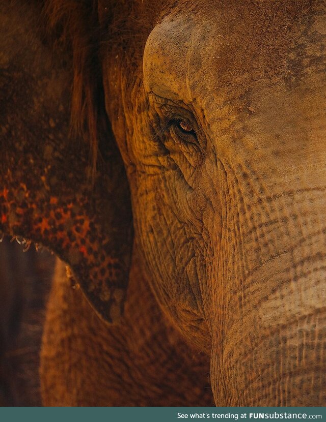 Elephant at the zoo