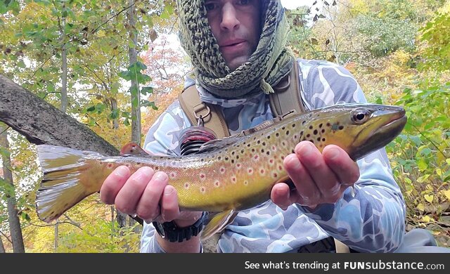 The colors on this brown trout are exquisite