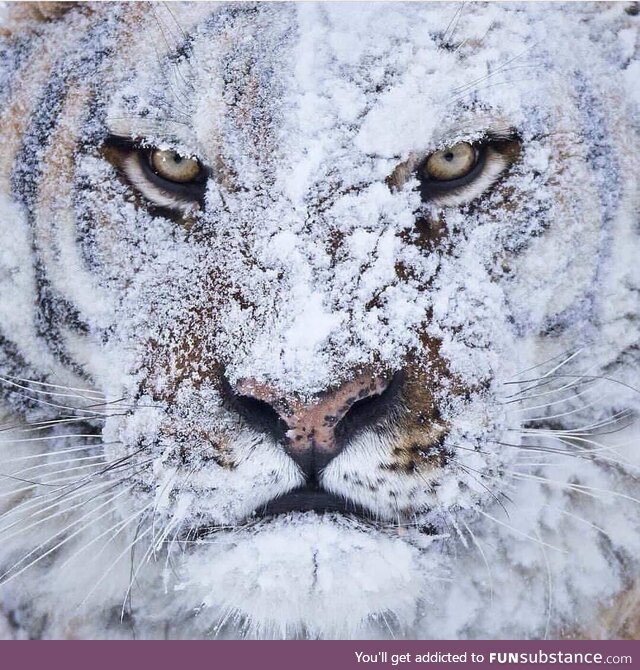 Siberian Tiger just had a fight Nature is Scary!!