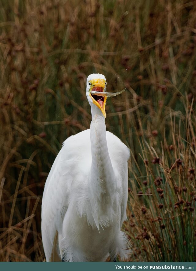 Great Egret about to gulp down his latest catch. Been trying for this shot for quite some