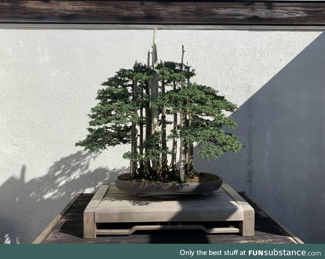 Bonsai's are awesome - National Arboretum