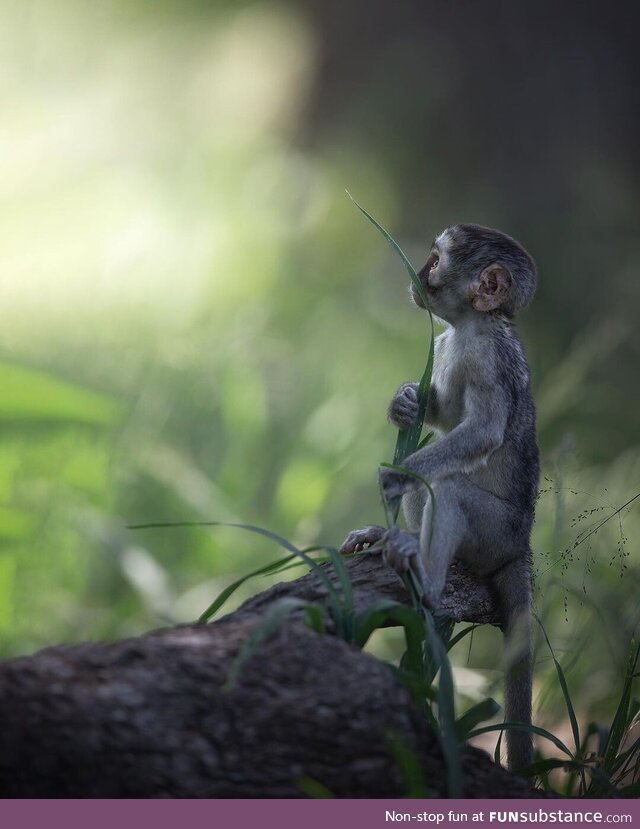 An Infant is holding grass