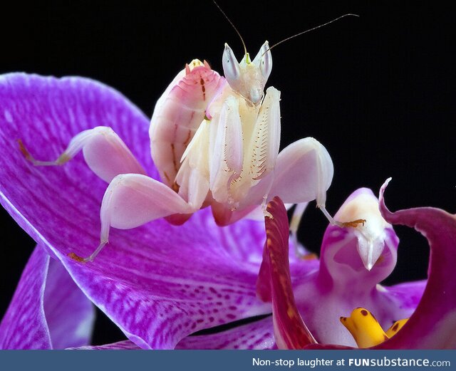 Orchid mantis