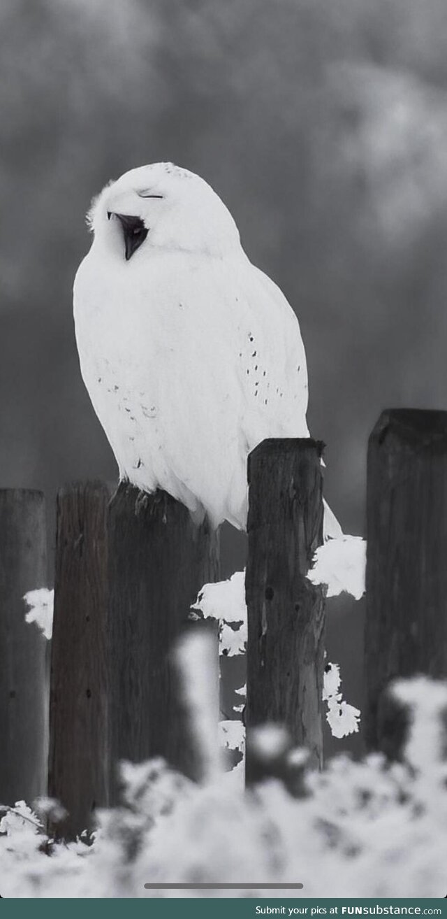 Snowy owl