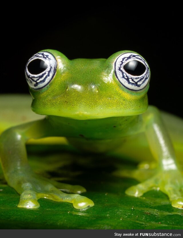 Ghost glass frog