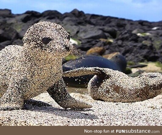 Sandy baby sea lion