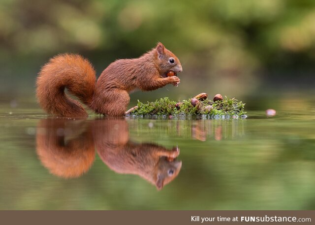 Squirrel eating some nuts. [Credit: d*ck Van Duijn- Link in comments]