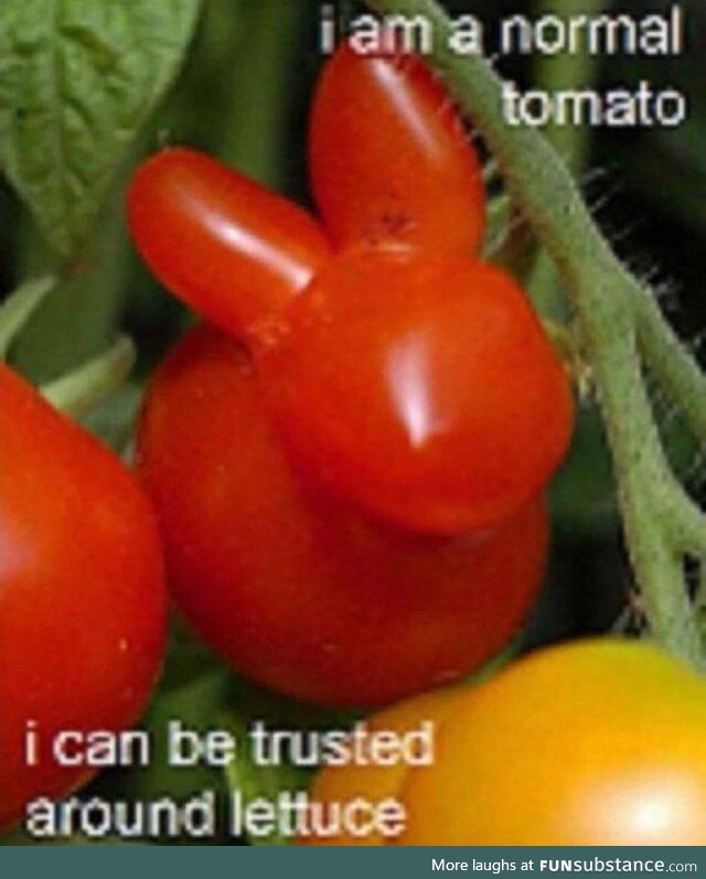 tomato