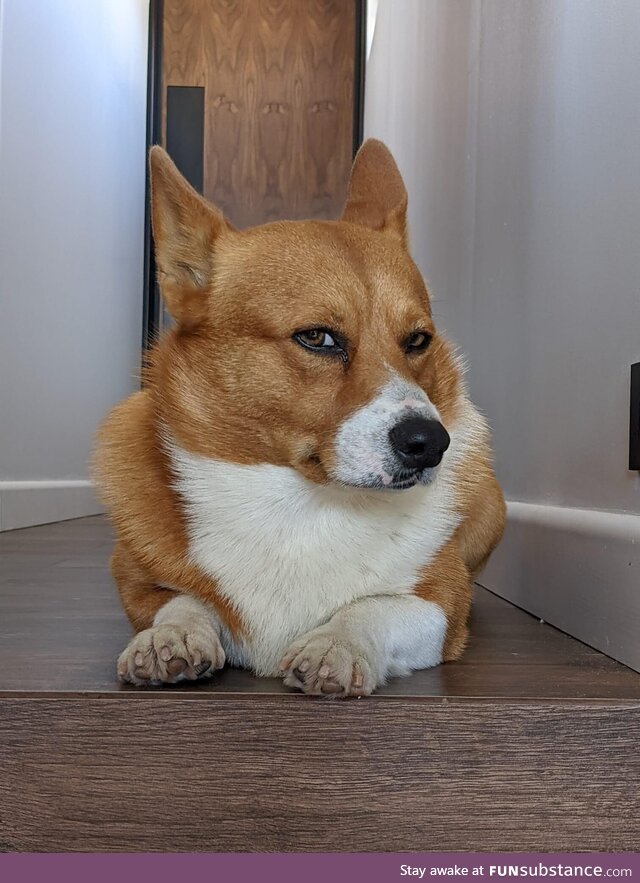 This judgmental Corgi