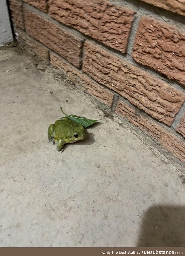 Froggo Has Leaf for You