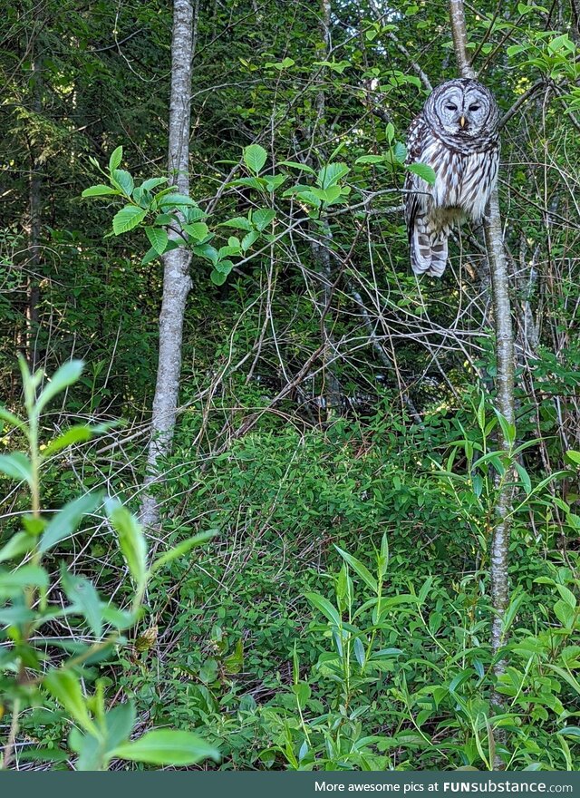 [OC] New neighbour moved into our backyard this spring