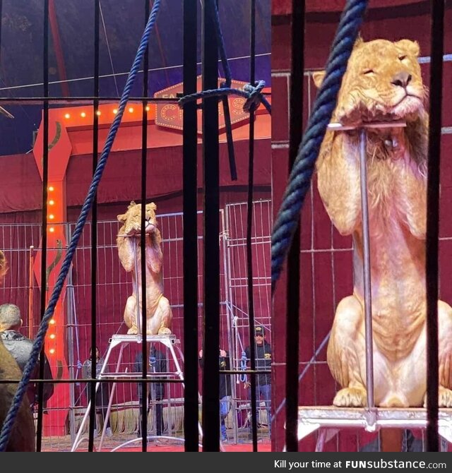 A lion falls asleep during a circus show, due to not having enough rest