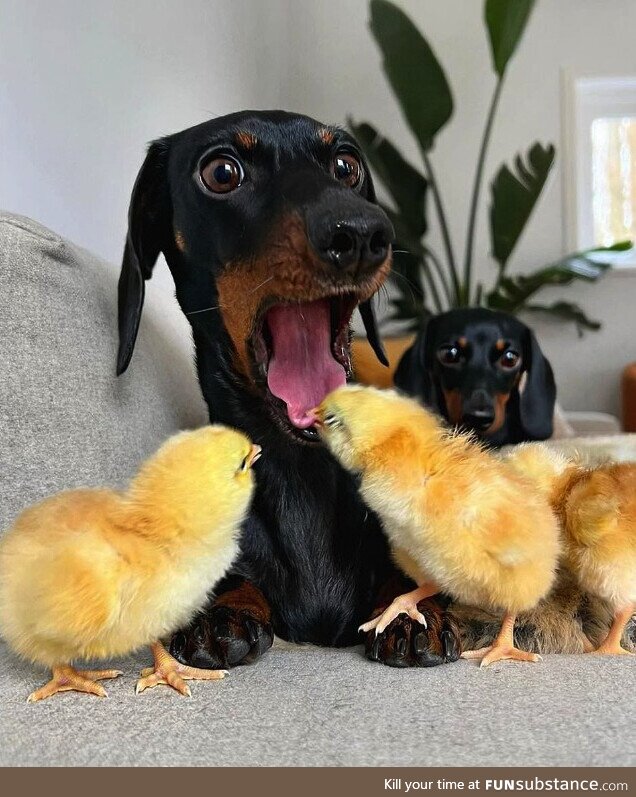 This poor Dachshund having his tongue bitten by a young chick!