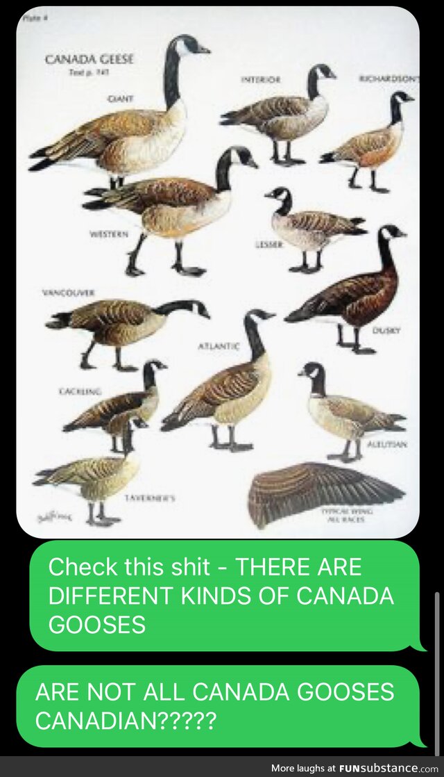 One goose, many gooseses