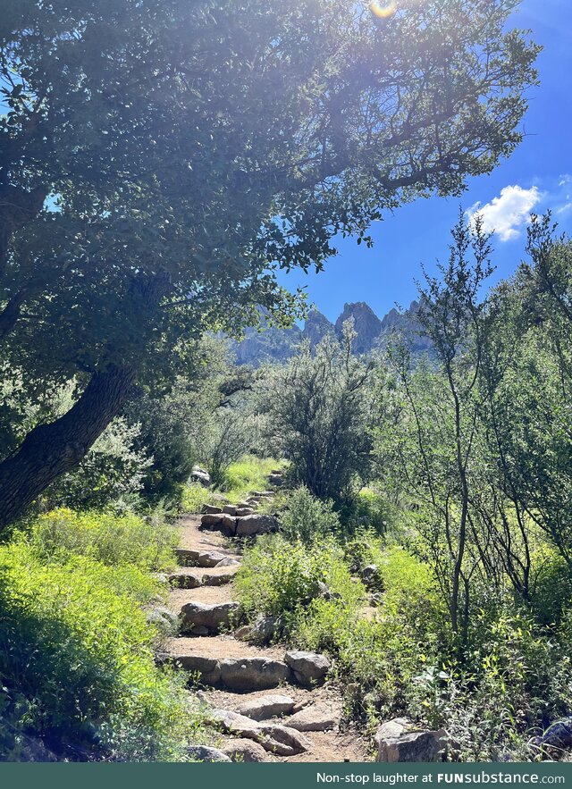 (oc) organ mountains path