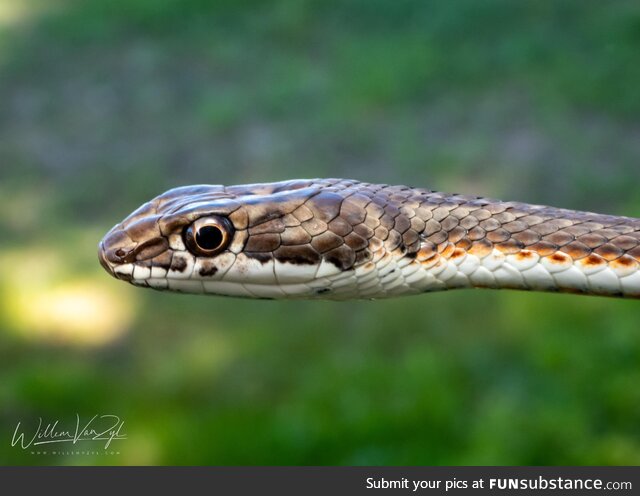 Mildly venomous Karoo Sand Snake from South Africa