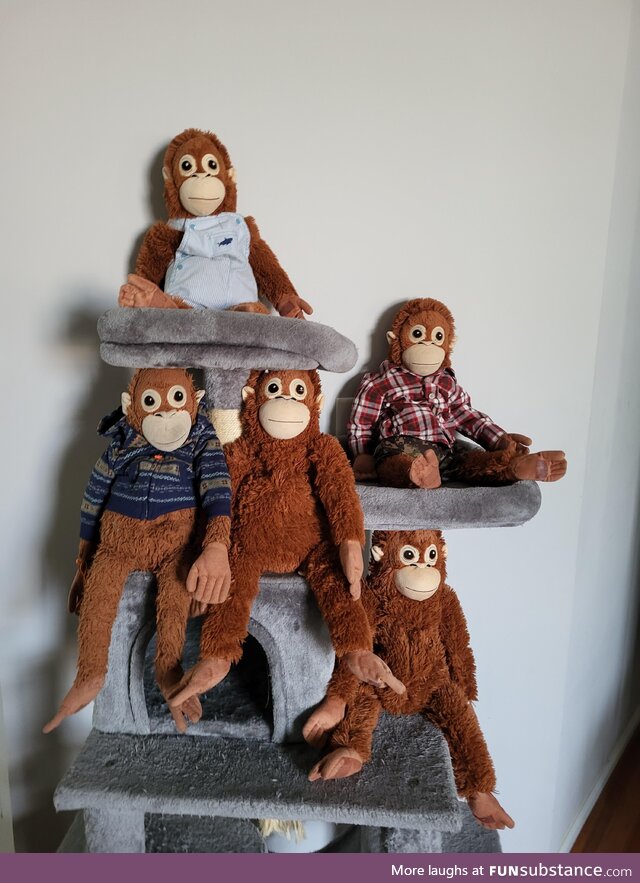 John Oliver as a orangutan with friends