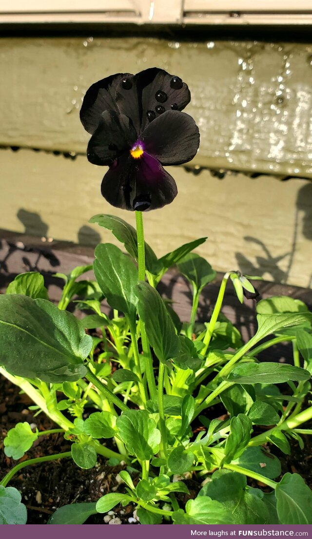 My Sorbet Black Delight viola!