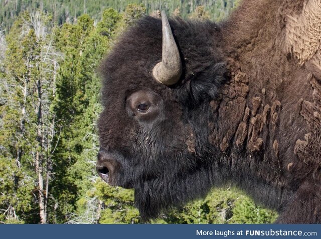 Bison at Yellowstone