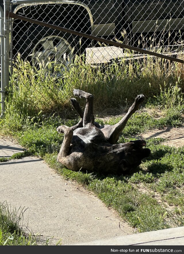 A tangled mess of happy dog