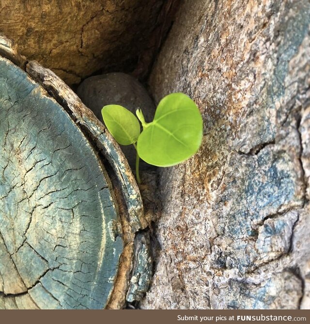 First green growth on the Lahaina Banyan Tree