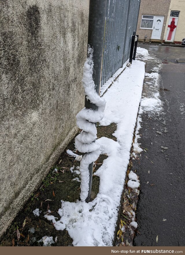 The seldom seen snow snake